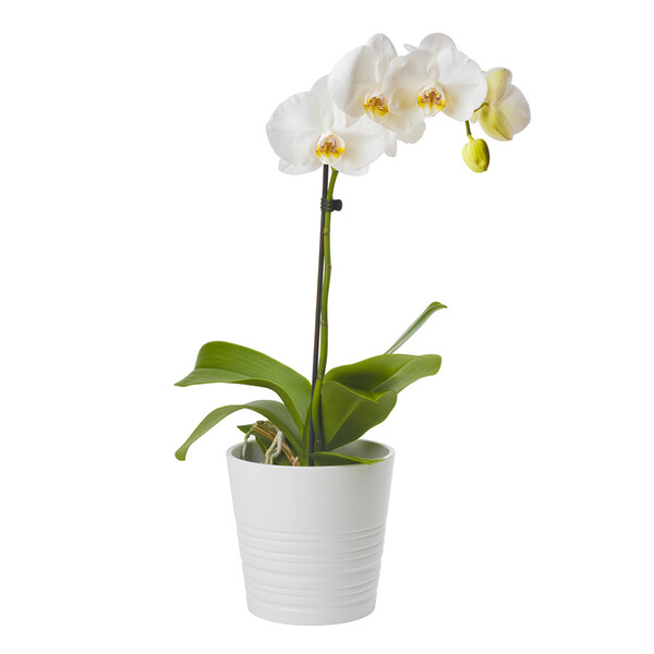 Plantes ORCHIDEE 1 BRANCHE