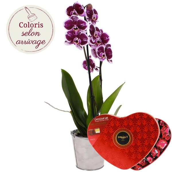 Cadeaux Gourmands ORCHIDEE 2 BRANCHES +  COEUR MAXIMS