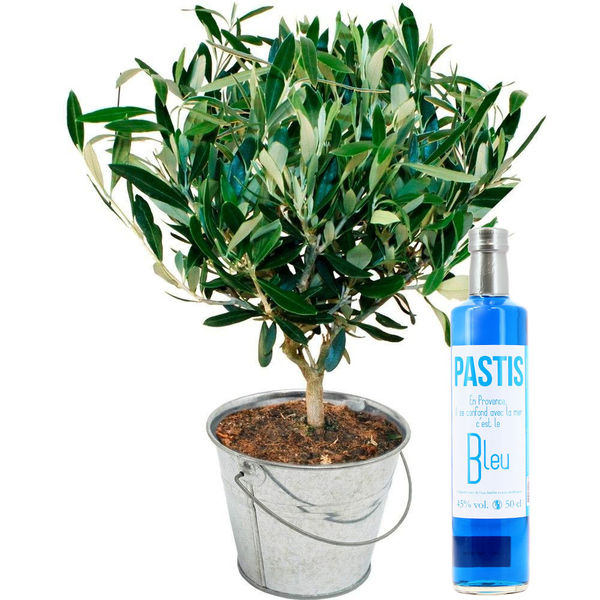 Plantes et Arbustes OLIVIER + PASTIS BLEU