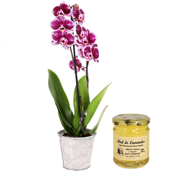 Fleurs et cadeaux ORCHIDEE 2 BRANCHES + MIEL DE LAVANDE