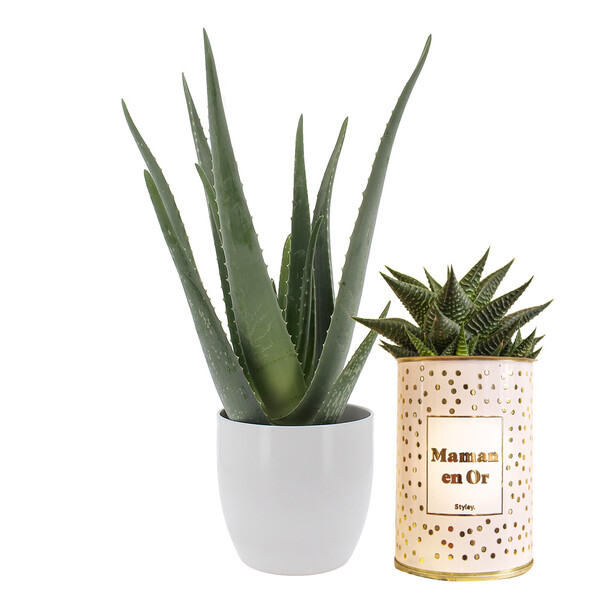 Cadeaux Déco ALOE VERA + POT CERAMIQUE + CACTUS