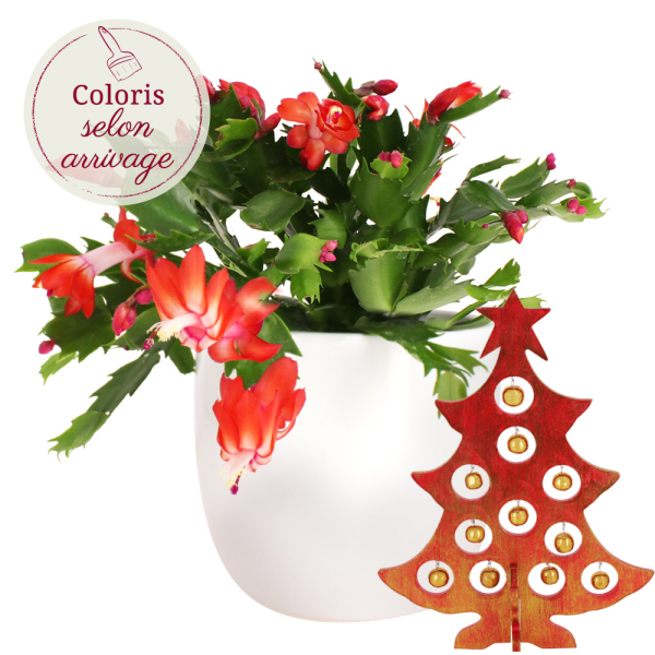 Cadeaux Déco CACTUS DE NOEL + SAPIN EN BOIS