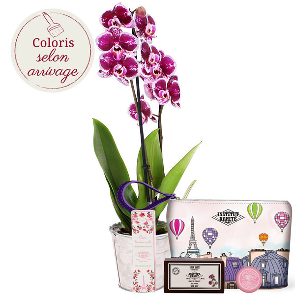 Fleurs et cadeaux ORCHIDEE 2 BRANCHES + TROUSSE INSTITUT KARITE