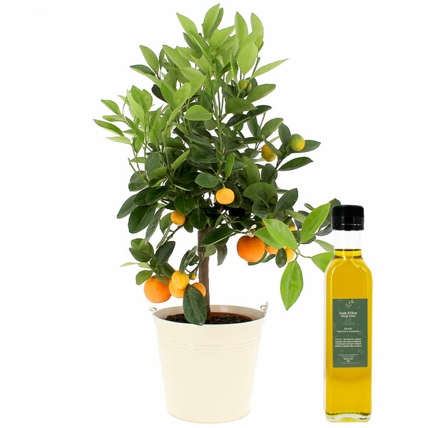 Fleurs et cadeaux CALAMONDIN + HUILE D'OLIVE 25 CL