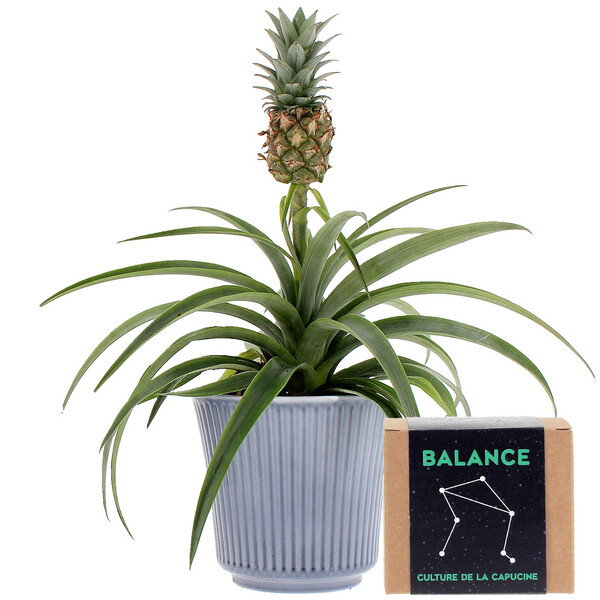 Bouquets composé ANANAS EN POT + KIT BALANCE