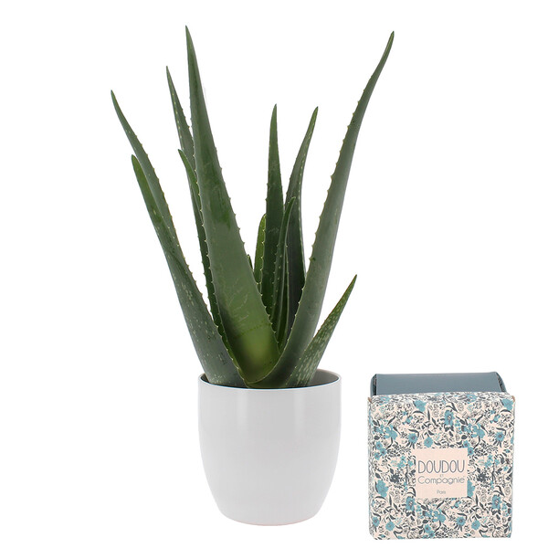 Cadeaux Naissance ALOE VERA + DOUDOU OURSON