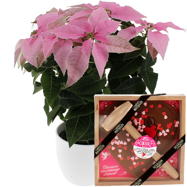 Fleurs et cadeaux POINSETTIA ROSE + CHOCOLAT À CASSER
