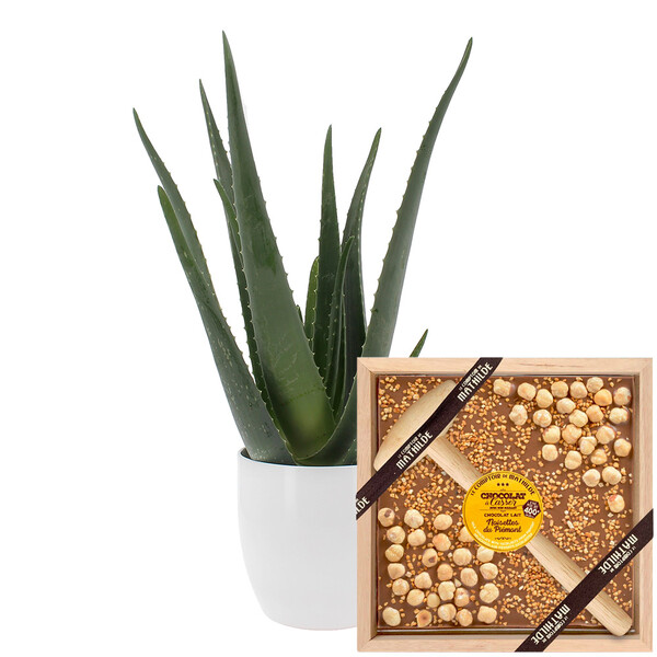 Fleurs et cadeaux ALOE VERA + CHOCOLAT À CASSER NOISETTES