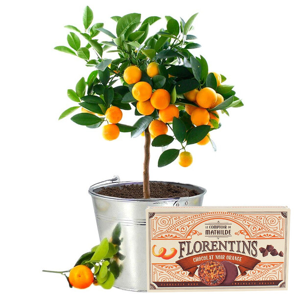 Fleurs et cadeaux CALAMONDIN + FLORENTINS