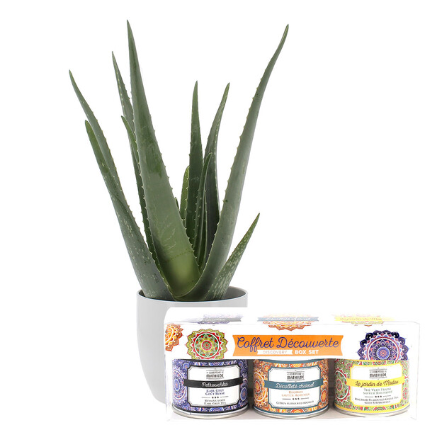 Fleurs et cadeaux ALOE VERA + COFFRET DÉCOUVERTE THÉ