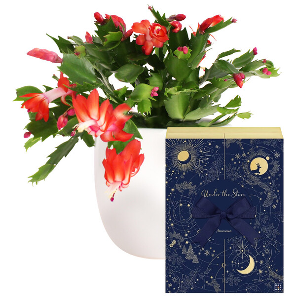 Fleurs et cadeaux CACTUS DE NOEL + CALENDRIER DE L'AVENT MARIONNAUD