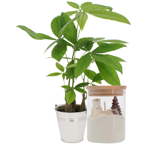 Bouquets composé PACHIRA + POT EN ZINC + BOUGIE OURS BANQUISE