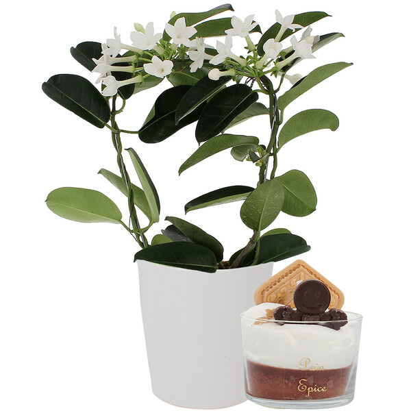 Bouquets composé STEPHANOTIS EN POT + BOUGIE PAIN D'EPICES