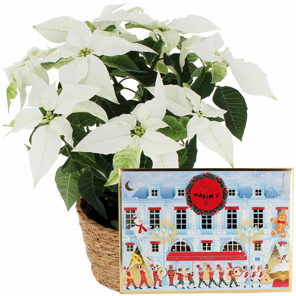 Fleurs et cadeaux POINSETTIA BLANC + CALENDRIER