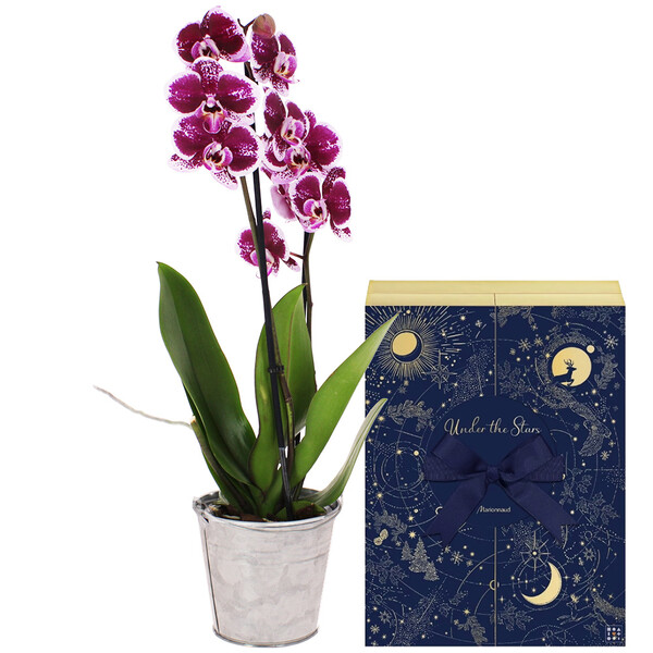 Fleurs et cadeaux ORCHIDEE 2 BRANCHES + CALENDRIER MARIONNAUD