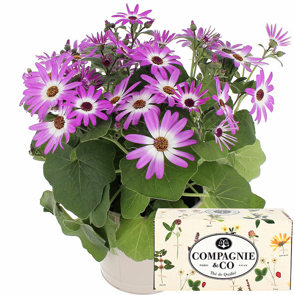 Fleurs et cadeaux CINERAIRE SENETTI + COFFRET THÉ