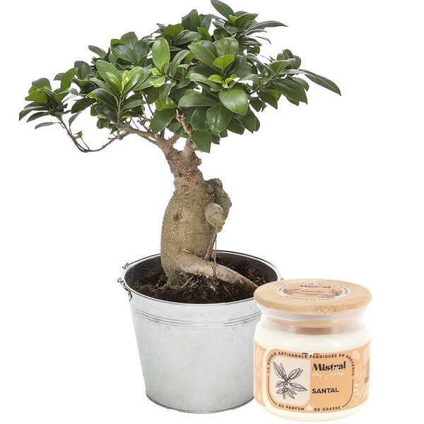 Bouquets composé BONSAI GINSENG + POT + BOUGIE SANTAL