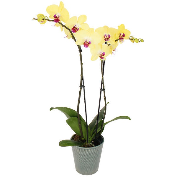 Orchidée ORCHIDEE JAUNE 2 BRANCHES
