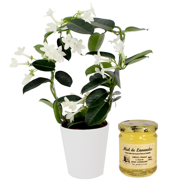 Fleurs et cadeaux STEPHANOTIS + MIEL DE LAVANDE