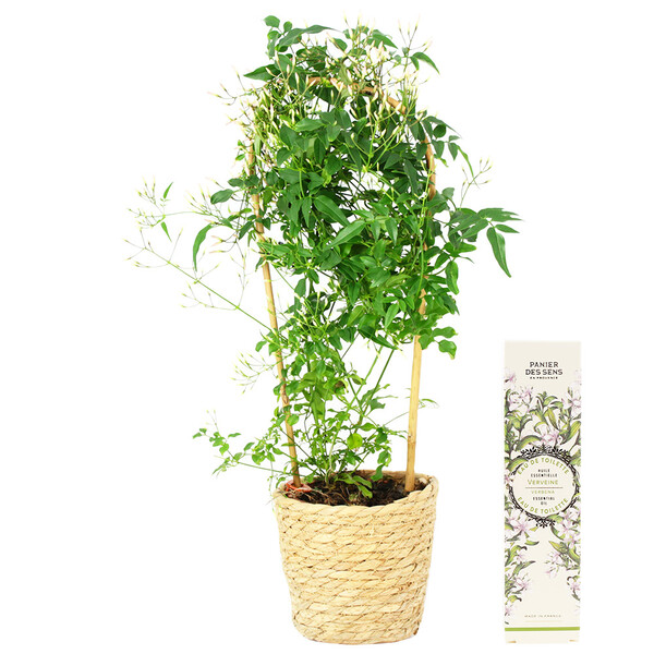 Fleurs et cadeaux JASMIN + POT OSIER + ROLL ON VERVEINE