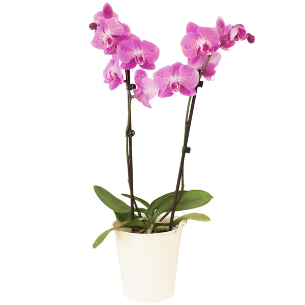 Plantes ORCHIDEE 2 BRANCHES