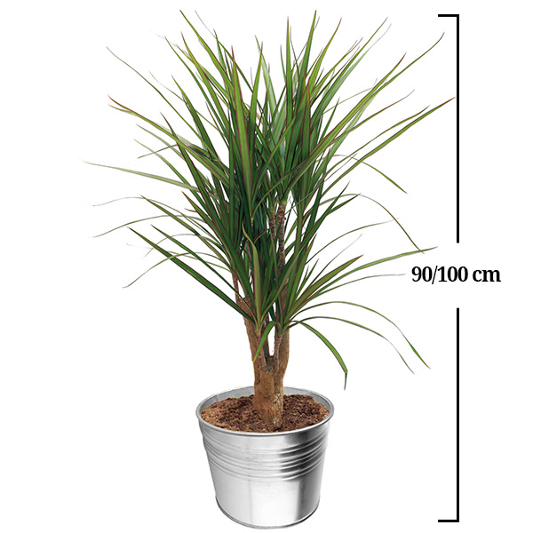 Grandes plantes DRACENA MARGINATA