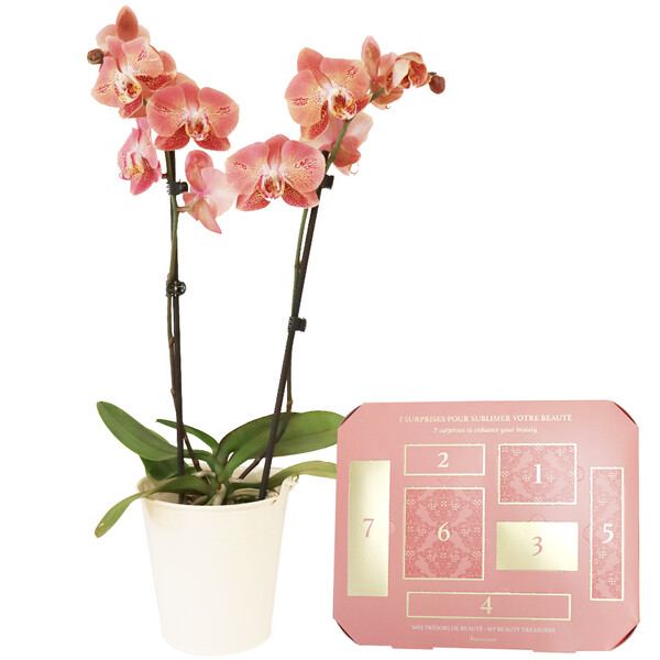 Fleurs et cadeaux ORCHIDEE 2 BRANCHES + MES TRESORS DE BEAUTE