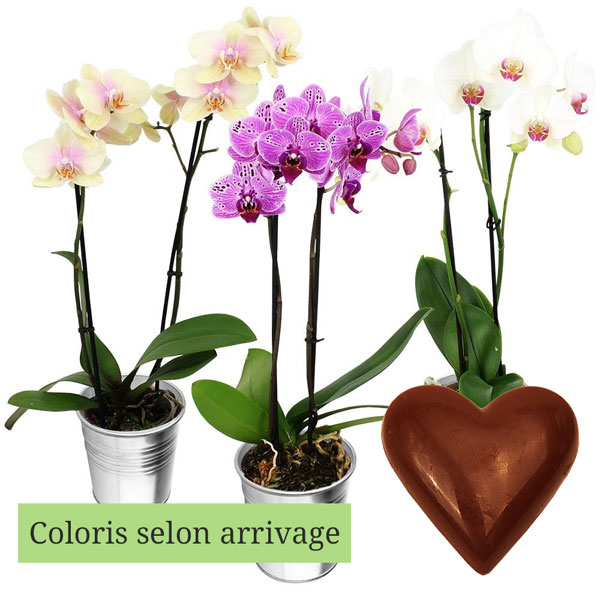 Cadeaux Gourmands 1 ORCHIDEE 2 BRANCHES + COEUR CHOCO