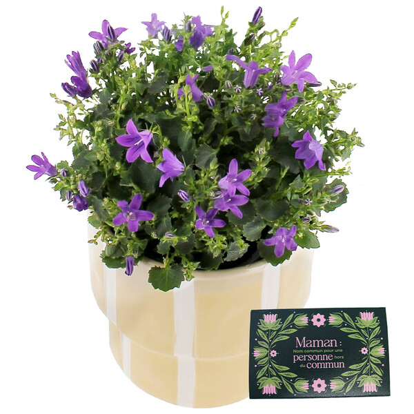Bouquets composé CAMPANULE EN POT + SHANTY BISCUITS