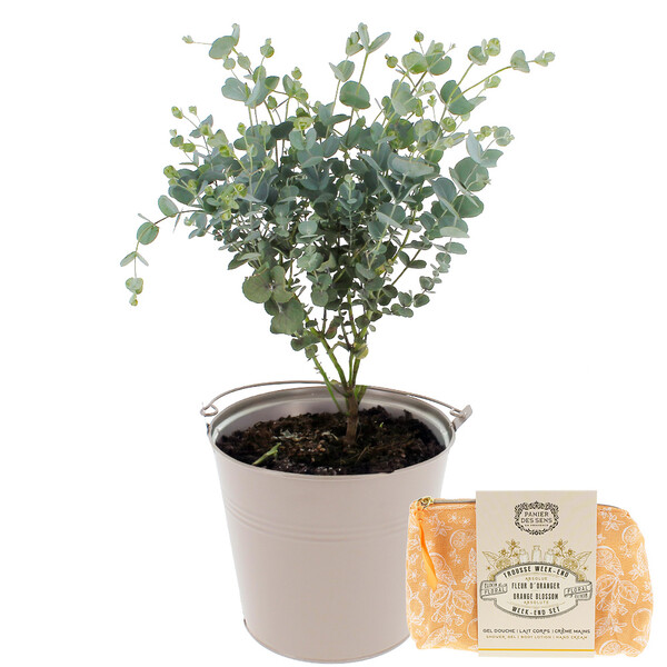 Fleurs et cadeaux EUCALYPTUS EN POT + TROUSSE FLEUR D'ORANGER