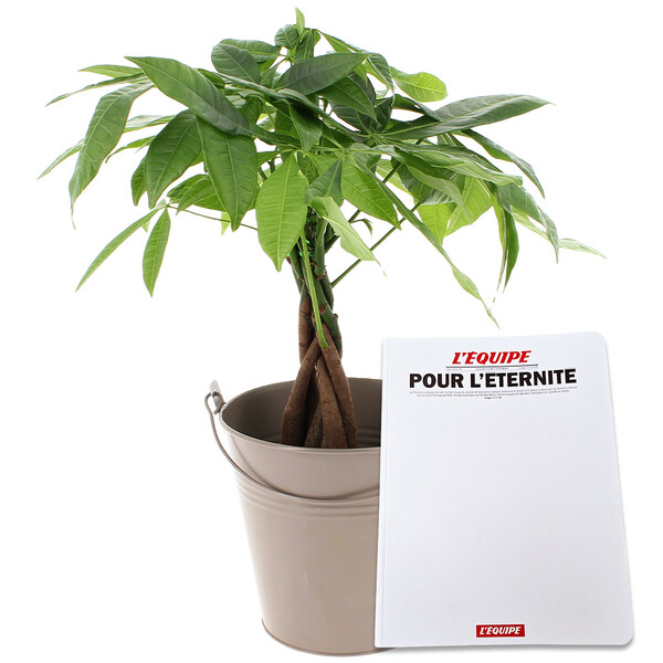 Fleurs et cadeaux PACHIRA + CARNET DE NOTES AVEC UNES L'EQUIPE