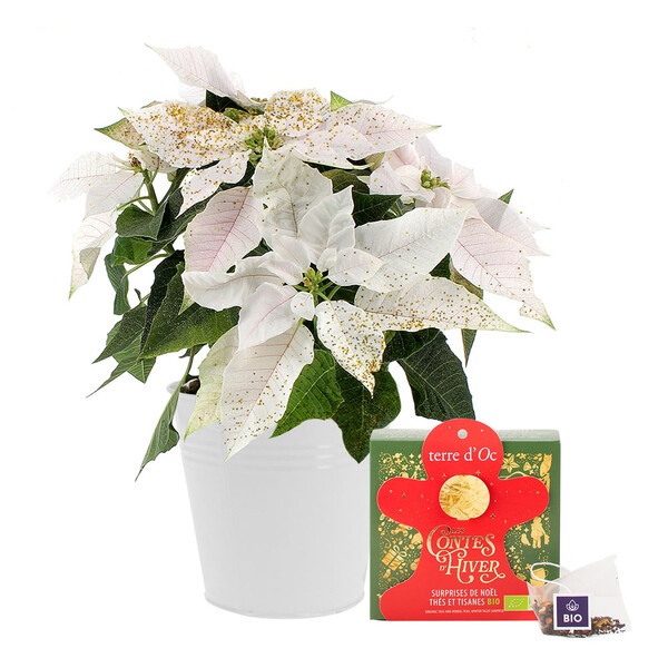Fleurs et cadeaux POINSETTIA SCINTILLANT + POT OSIER + THÉ DE NOËL