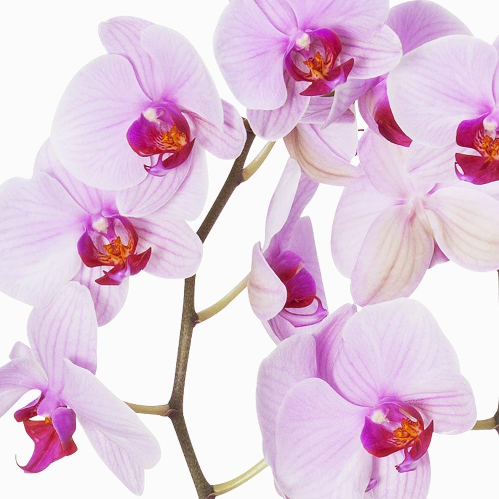 Livraison d'Orchidées Orchidée Rose 2 Branches Florajet