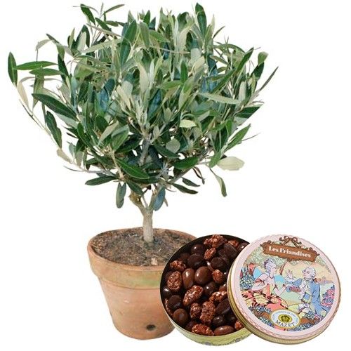 Plante verte & fleurie OLIVIER + BOITE FRIANDISE MAZET