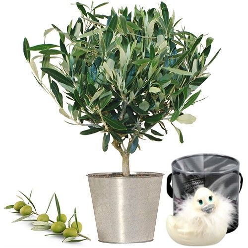 Cadeaux Sexy OLIVIER + CANARD VIBRANT