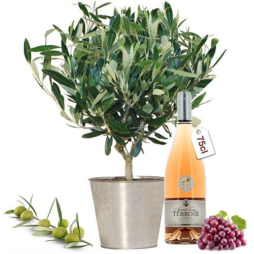Plante verte & fleurie OLIVIER + VIN ROSE