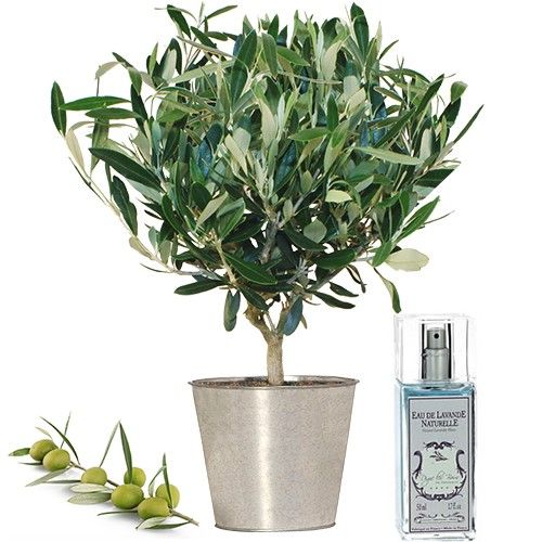 Plante verte & fleurie OLIVIER + SPRAY LAVANDE