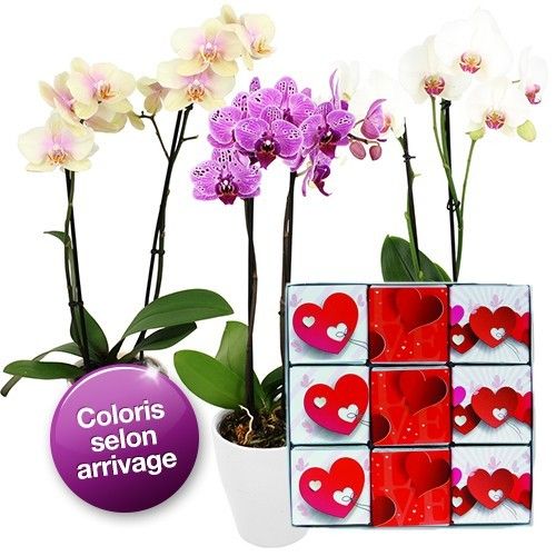 Cadeaux Gourmands 1 ORCHIDEE 2 BRANCHES + 9 NAPOLITAINS