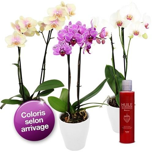 Cadeaux Sexy 1 ORCHIDEE 2 BRANCHES + HUILE MASSAGE
