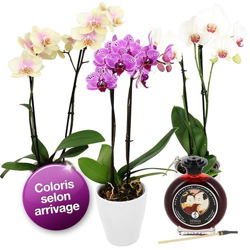 Cadeaux Sexy 1 ORCHIDEE 2BRANCHES+PEINTURE CORPS