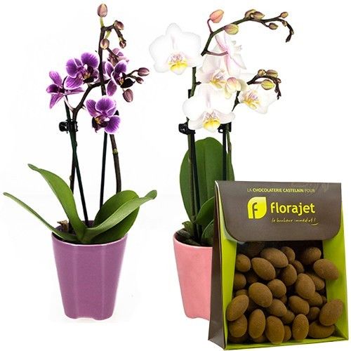 Cadeaux Gourmands 2 MINI ORCHIDEES + AMANDES CACAOTEES