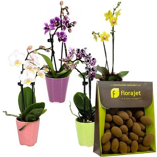 Cadeaux Gourmands 4 MINI ORCHIDEES + AMANDES CACAOTEES