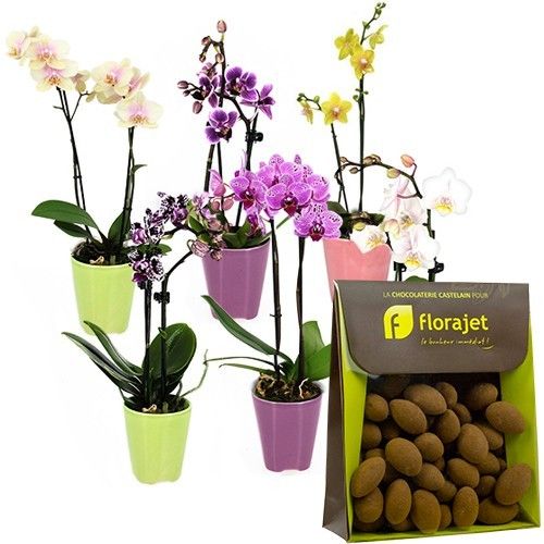 Cadeaux Gourmands 6 MINI ORCHIDEES + AMANDES CACAOTEES