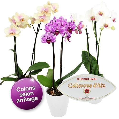 Cadeaux Gourmands ORCHIDEE 2 BRANCHES + CALISSONS