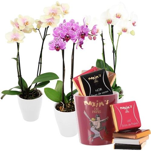 Cadeaux Gourmands 1 ORCHIDEE 2 BRANCHES + 3 TASSES GOURMANDES