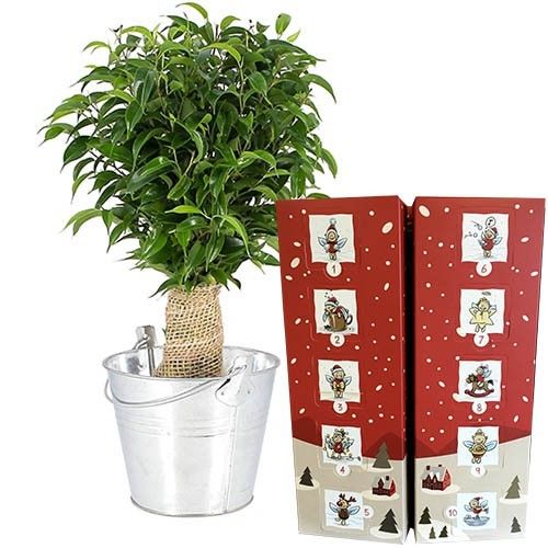 Cadeaux Gourmands BONSAI FICUS + CALENDRIER DE L'AVENT