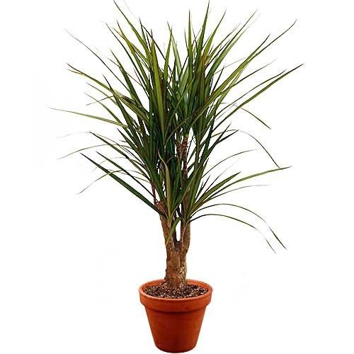 Plante verte PLANTE VERTE