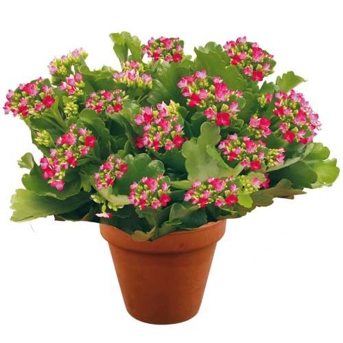 Plante fleurie PLANTE FLEURIE