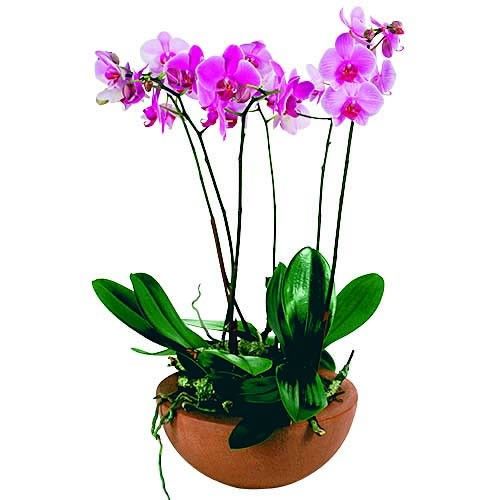 Orchidée COUPE DE PHALAENOPSIS