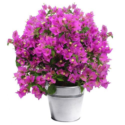 Bougainvillier en Pot Livraison en Express Florajet